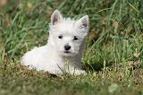 WESTIE 144